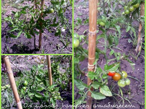 E os nossos tomateiros estão carregadinhos. Os tomates começam a ganhar o tom vermelho. Quase prontos para a salada!